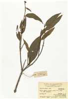 藏品(銳尖山香圓)的圖片